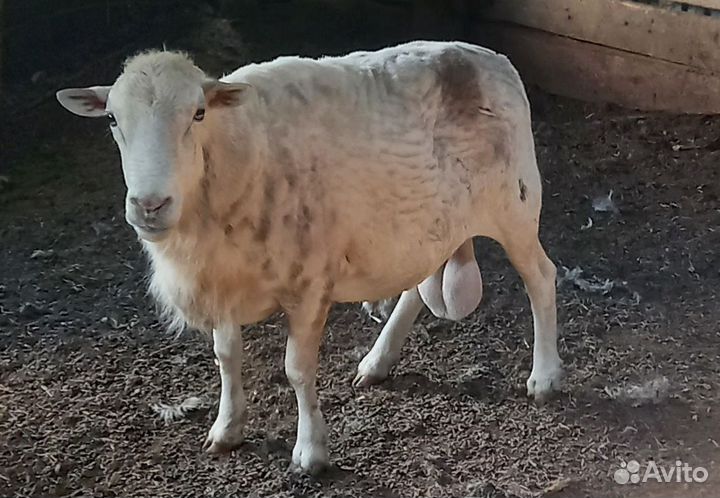 Баран дорпер