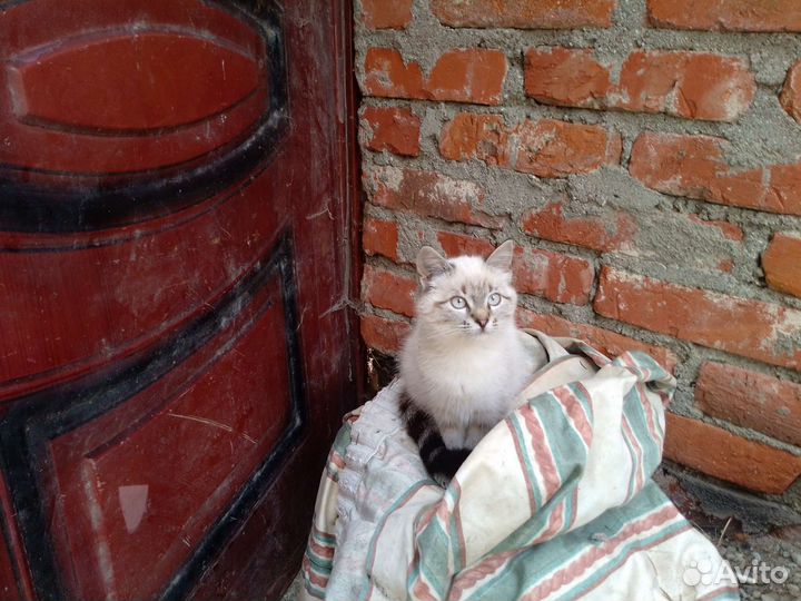 Котята отдам бесплатно