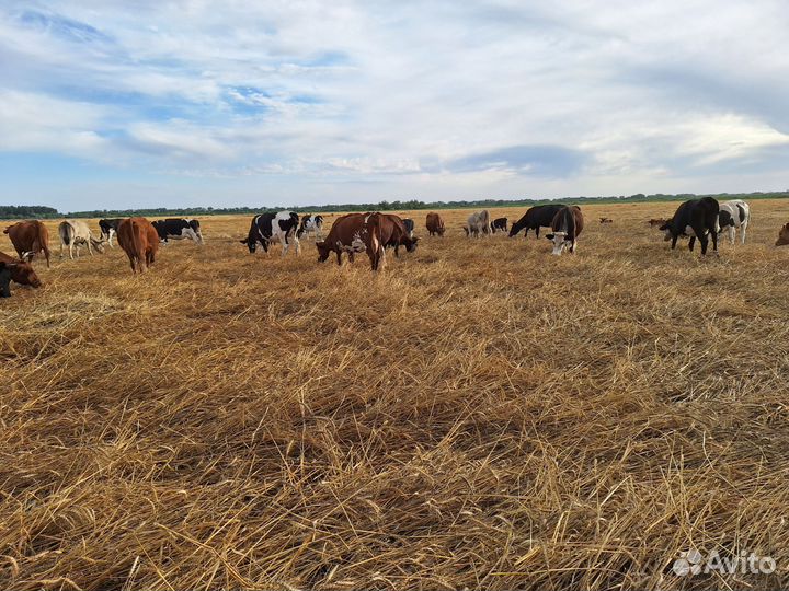 Продажа крс