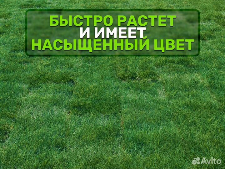 Рулонный газон. Качественный газон от производител