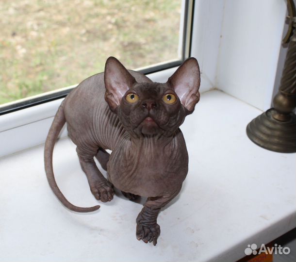 Мальчик шоколадный бамбино