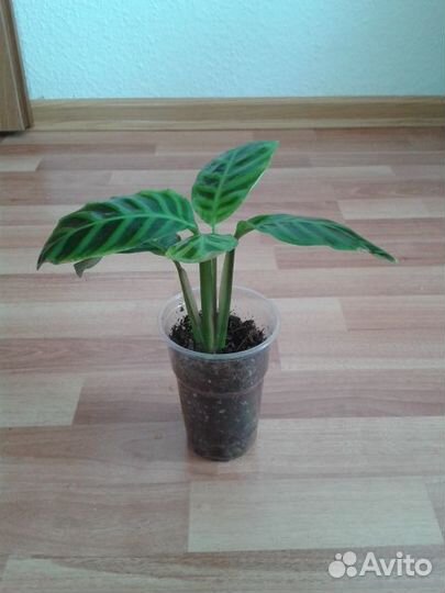 Калатея Зебрина,Калатея Медальон, Пальма Юкка