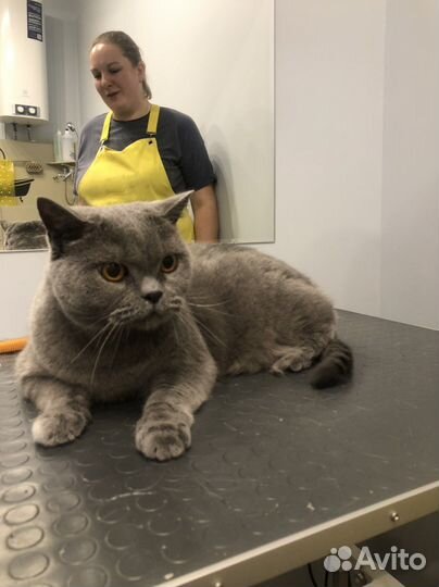 Грумминг собак и кошек