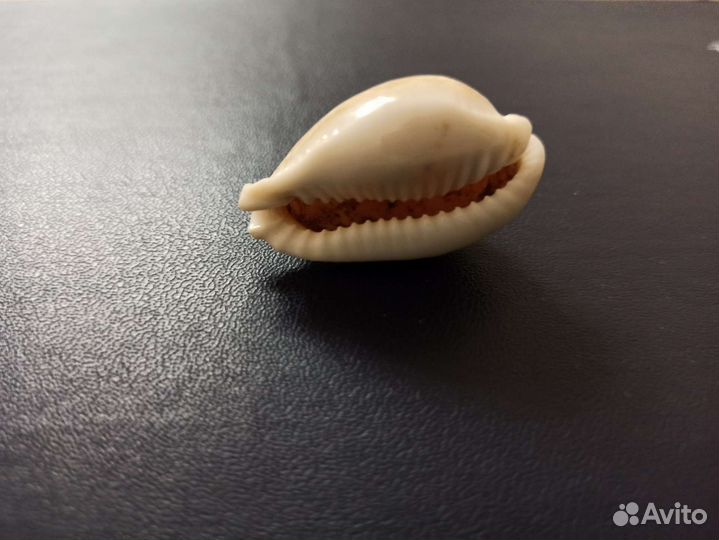 Морская раковина