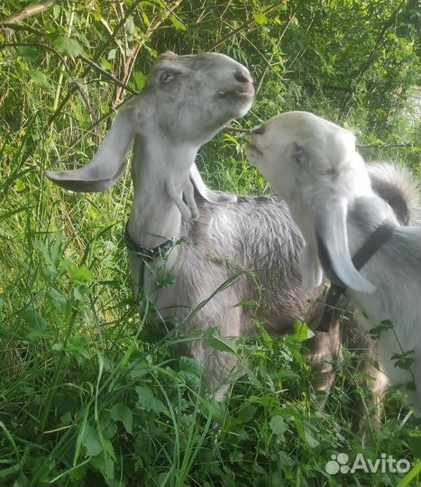 Козлята шами