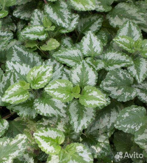 Лианы Кампсис и виноградовник,жимолость