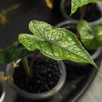 Алоказия Жаклин (Alocasia Jacklynn)