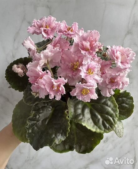 Фиалки набор