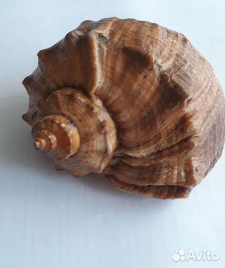 Ракушка- продам
