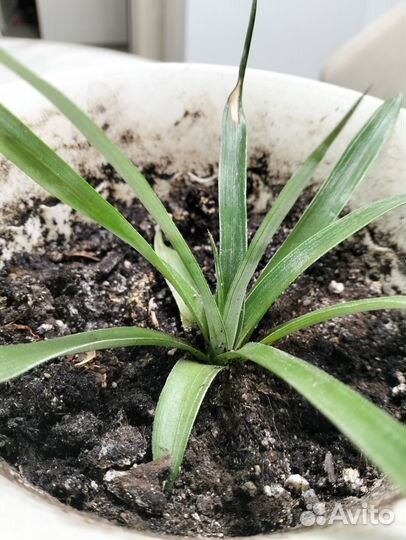 Комнатный ананас