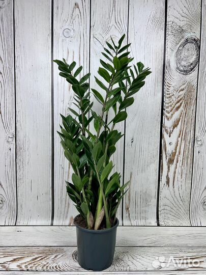 Замиокулькас H 75