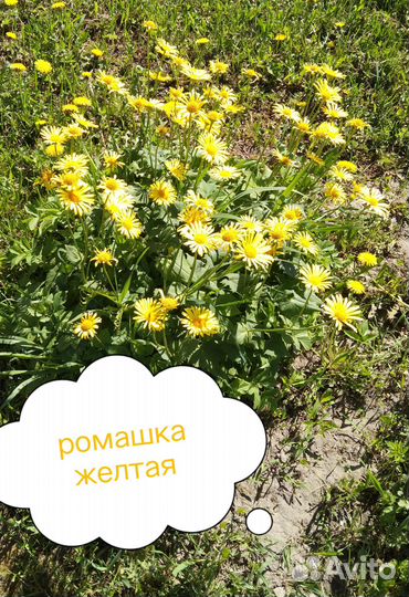 Цветы многолетники садовые