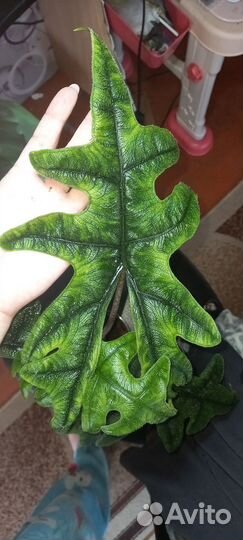 Алоказия жаклин клубни