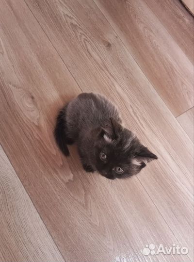 Шотландские котята мраморные