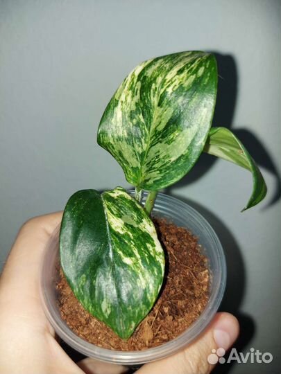 Монстеры, сингониумы, филы