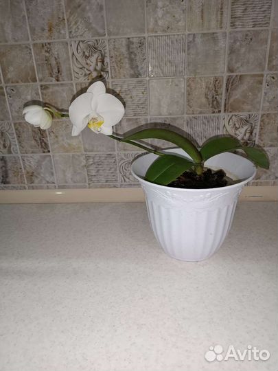 Орхидея