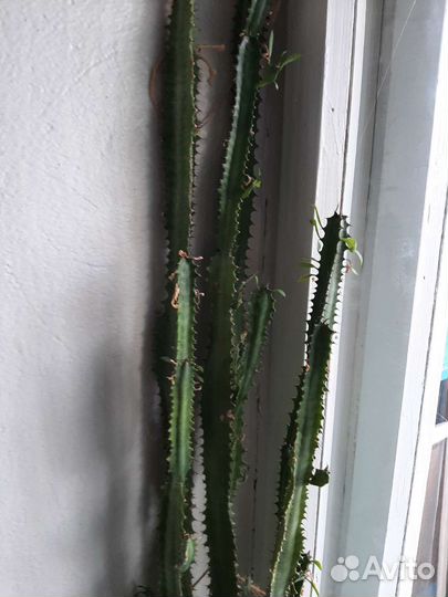 Кактус молочай