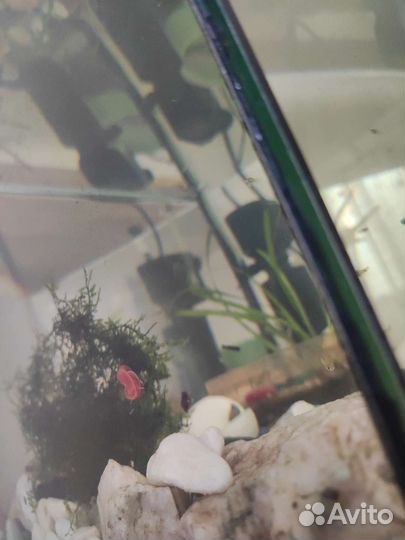 Аквариумные рыбки гуппи и улитки