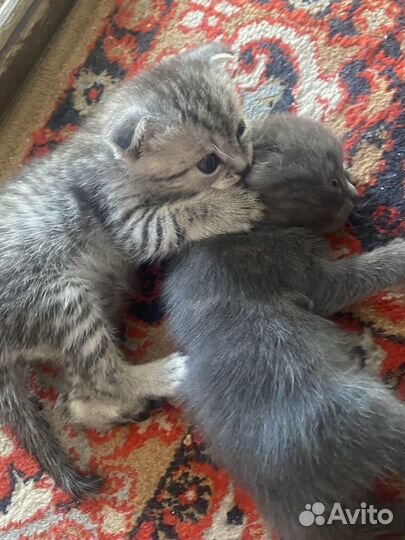 Котята