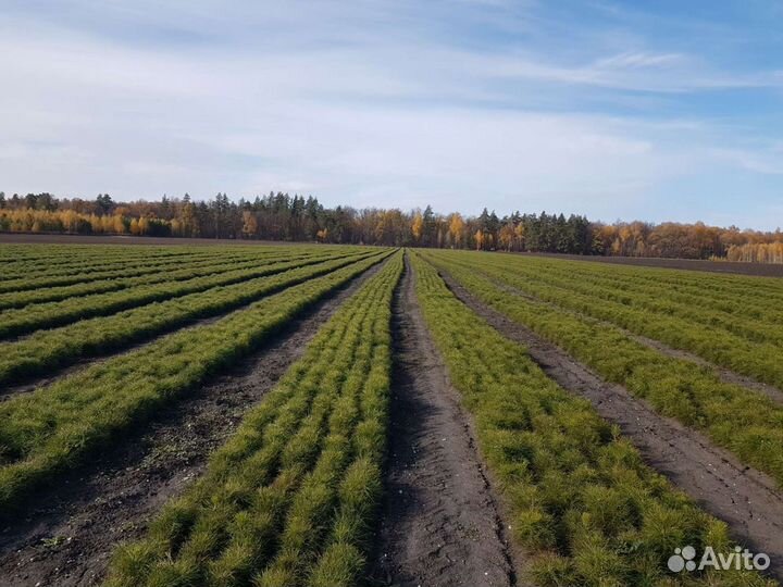 Посадочный материал сосна 2х летка