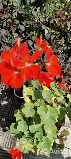 Герань пеларгония