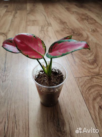 Аглаонема Черри беби