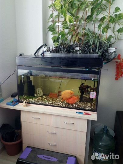 Аквариум 200 литров