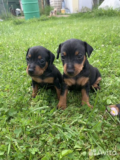 Цвергпинчер