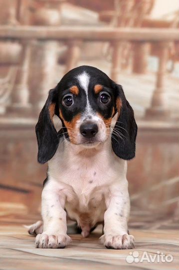 Миниатюрная такса окрас пайболд