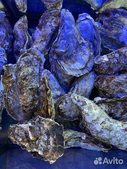 Живые устрицы