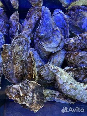 Живые устрицы