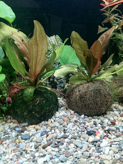 Растения для аквариума