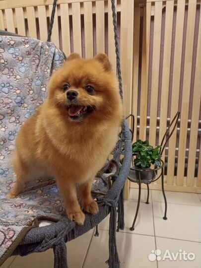 Стрижка собак и кошек, экспресс-линька, тримминг