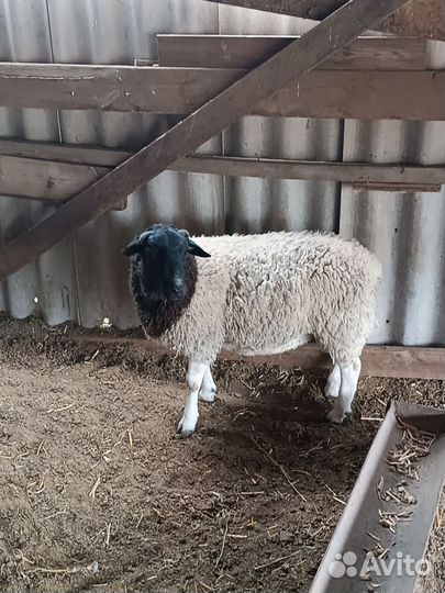 Овцы бараны ягнята