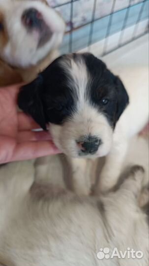 Русский охотничий спаниель