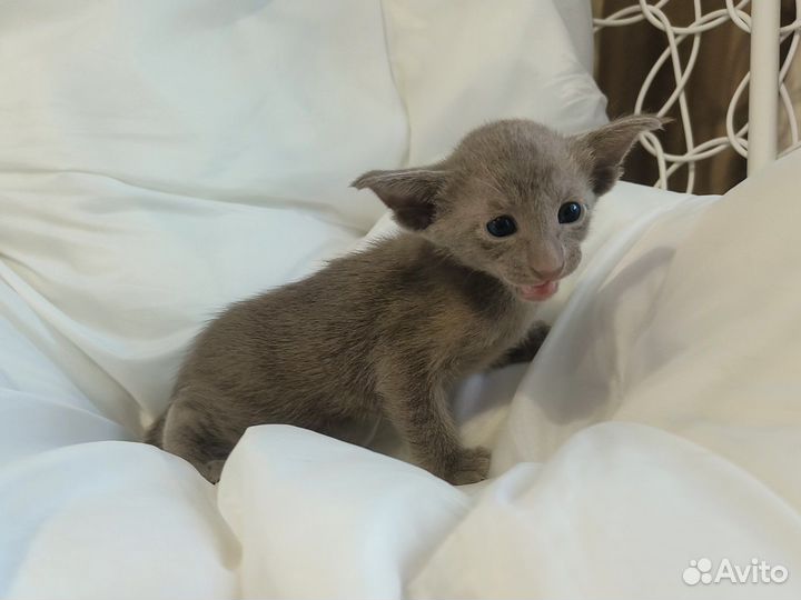 Ориентальная