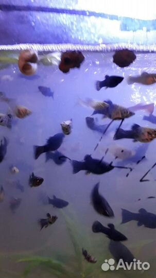 Набор аквауримиста