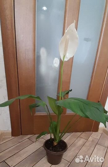 Спатифиллум