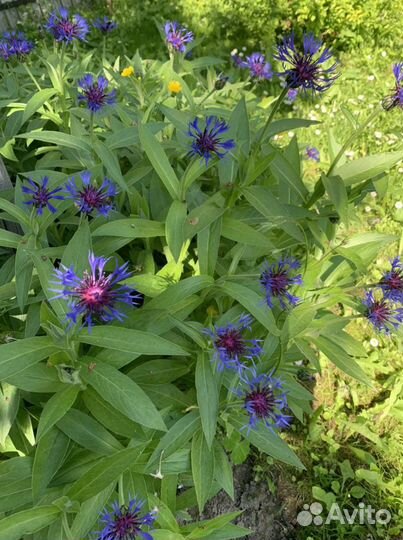 Цветы уличные