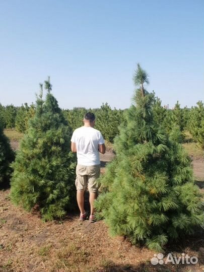 Сосна веймутова Высота от 150см