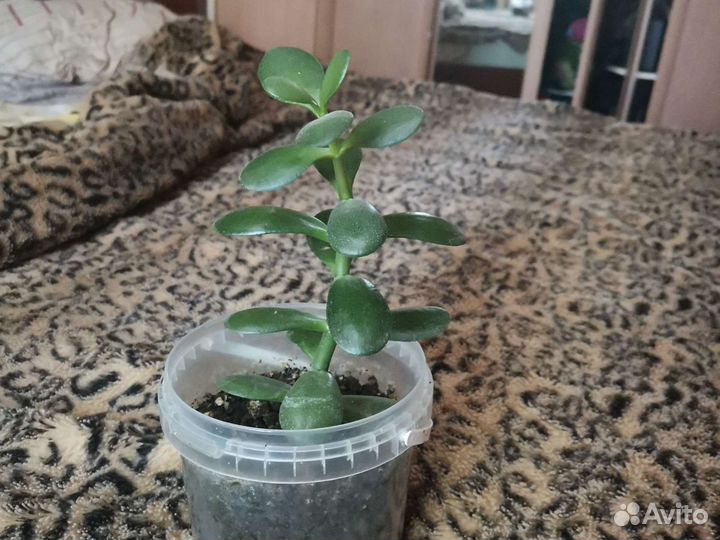 Толстянка (денежное дерево)