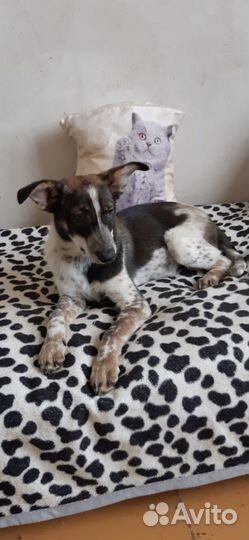 Улыбака грей