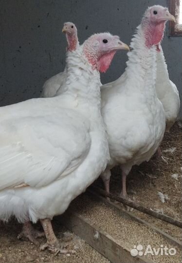 Мясо домашней индейки