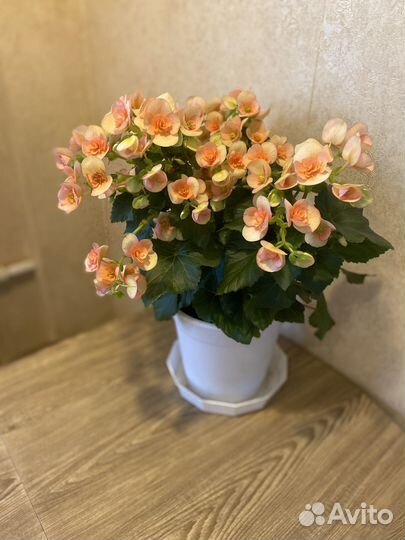 Бегония элатиор