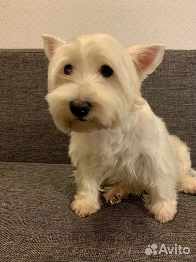 Ищем жениха для девочки вестика