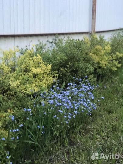 Спирея жасмин