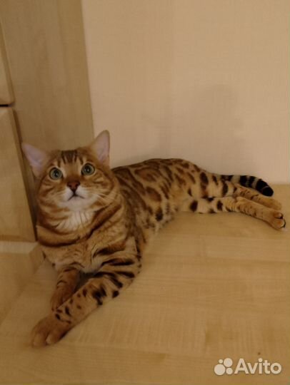 Бенгал вязка