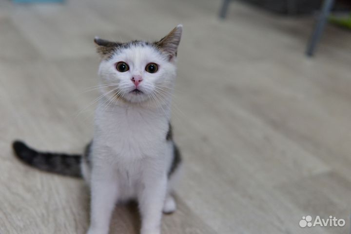 Котик в добрые руки