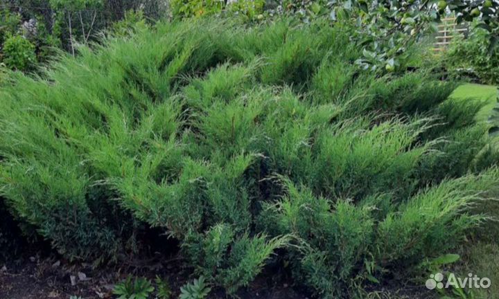 Можжевельник