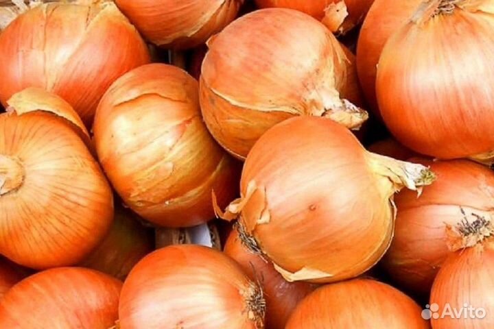 Продам лук репчатый оптом от 20 тонн